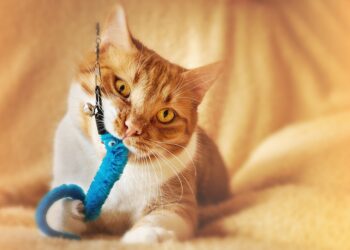 Purr-fect Playtime: Entertaining Toys to Cure Your Cat’s Boredom