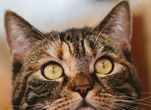 Keeping Your Feline Friend Safe: Expert Tips for Managing Fireworks Anxiety in Cats