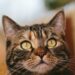 Keeping Your Feline Friend Safe: Expert Tips for Managing Fireworks Anxiety in Cats