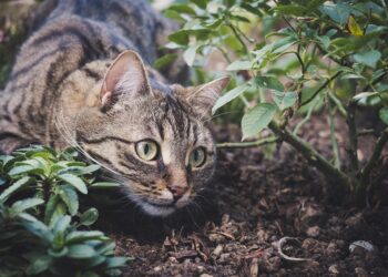 Feline Wellness: Essential Tips for Keeping Your Cat Happy and Healthy
