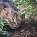Feline Wellness: Essential Tips for Keeping Your Cat Happy and Healthy