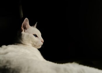 Purr-fect Care: Essential Tips for Keeping Your Cat Healthy and Happy