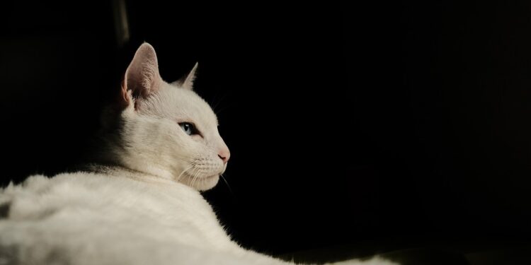 Purr-fect Care: Essential Tips for Keeping Your Cat Healthy and Happy