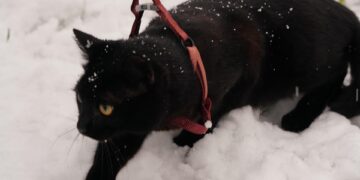 Ultimate Control: The Best Heavy Duty Cat Leash for Adventurous Felines