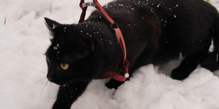 Ultimate Control: The Best Heavy Duty Cat Leash for Adventurous Felines