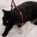 Ultimate Control: The Best Heavy Duty Cat Leash for Adventurous Felines