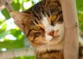 Purr-fect Care: Essential Tips for Keeping Your Feline Friend Happy and Healthy