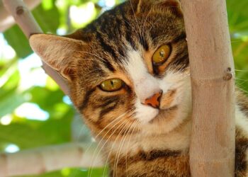 Purr-fect Care: Essential Tips for Keeping Your Feline Friend Happy and Healthy