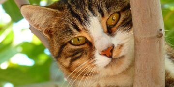 Purr-fect Care: Essential Tips for Keeping Your Feline Friend Happy and Healthy