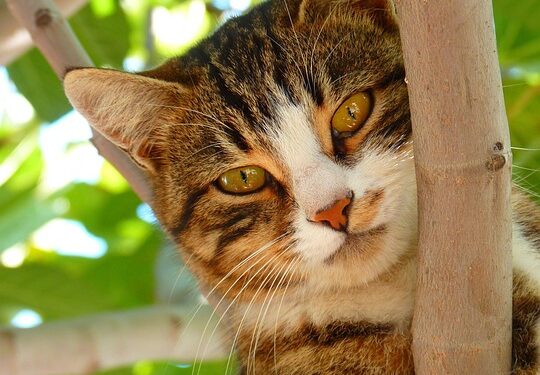 Purr-fect Care: Essential Tips for Keeping Your Feline Friend Happy and Healthy