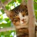 Purr-fect Care: Essential Tips for Keeping Your Feline Friend Happy and Healthy