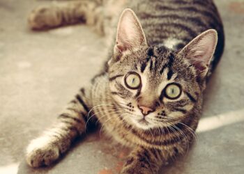 The Purr-fect Guide to Cat Leashes: Keeping Your Feline Friend Safe and Happy