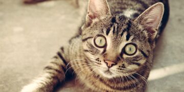The Purr-fect Guide to Cat Leashes: Keeping Your Feline Friend Safe and Happy
