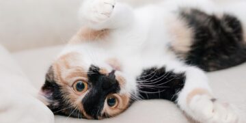 Purr-fect Protection: The Ultimate Cat Rain Coat for Your Feline Friend