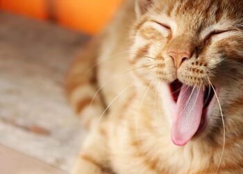 Purrfect Partners: Top Cat Breeds for Families with Kids