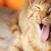Purrfect Partners: Top Cat Breeds for Families with Kids
