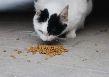 Purr-fectly Balanced: What Cats Can Safely Eat Every Day