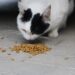 Purr-fectly Balanced: What Cats Can Safely Eat Every Day