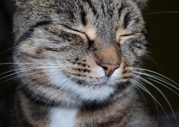 Purrfectly Healthy: The Best Cat Food for Optimal Feline Wellness