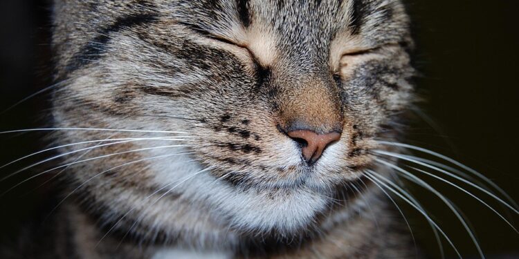 Purrfectly Healthy: The Best Cat Food for Optimal Feline Wellness