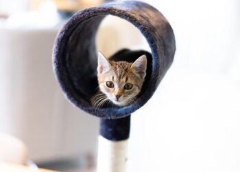 Purrfect Playtime: The Best Cat Water Toys to Keep Your Feline Friend Hydrated and Entertained