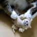 Paw-some Playtime: How Ball Toys Can Keep Your Cat Happy and Healthy