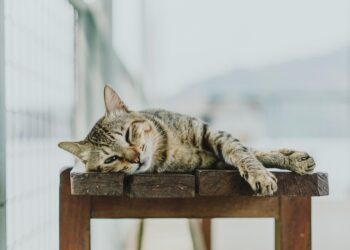 Feline Fashion: Dressing Your Cat in Style