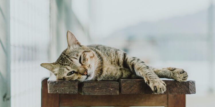 Feline Fashion: Dressing Your Cat in Style