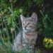 Whispering Felines: The Quiet Charm of Small Hypoallergenic Cats