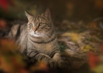 The Purrsuit of Happiness: The Little Beast Cat Chronicles