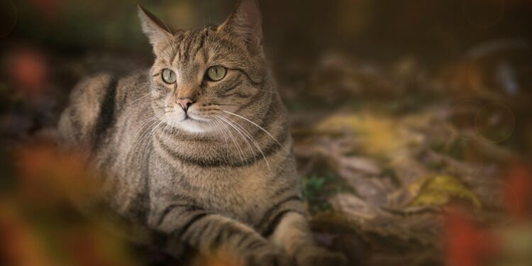 The Purrsuit of Happiness: The Little Beast Cat Chronicles