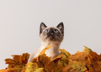 Feline Wellness: Tips for Keeping Your Cat Happy and Healthy