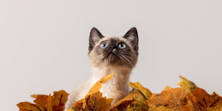 Feline Wellness: Tips for Keeping Your Cat Happy and Healthy