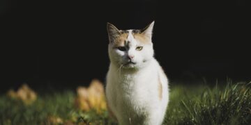 The Meow-tastic Transformation: Understanding Cat Behavior Changes After Vaccination