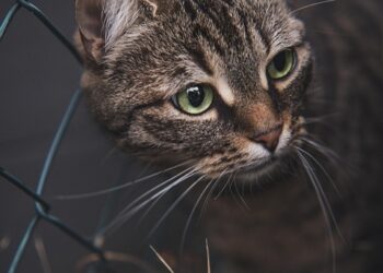 Ear-Resistibly Helpful: Cat Tips for Dealing with Bleeding Ears