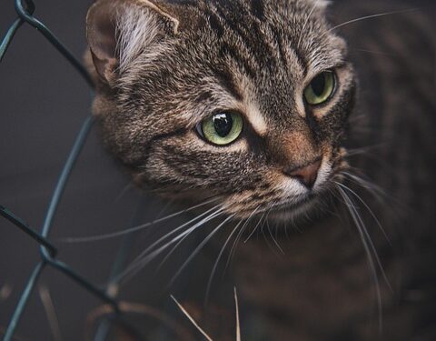 Ear-Resistibly Helpful: Cat Tips for Dealing with Bleeding Ears