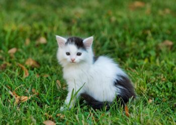 Purr-fect Advice: Essential Tips for New Cat Owners