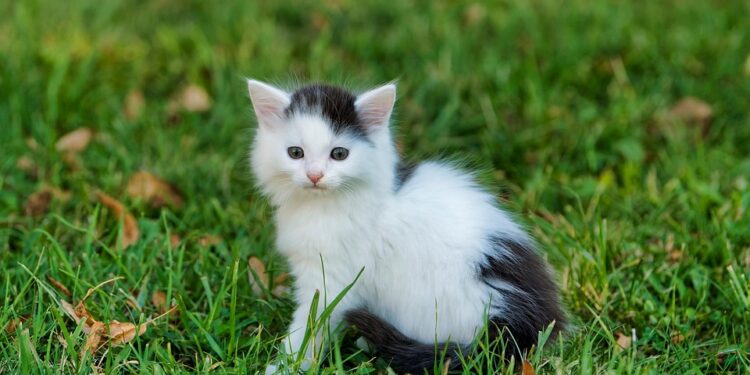 Purr-fect Advice: Essential Tips for New Cat Owners