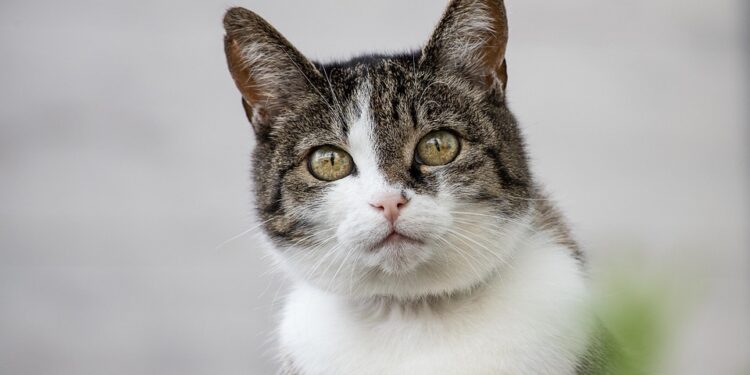 Purr-fect Care: A Comprehensive Guide to Keeping Your Feline Friend Healthy