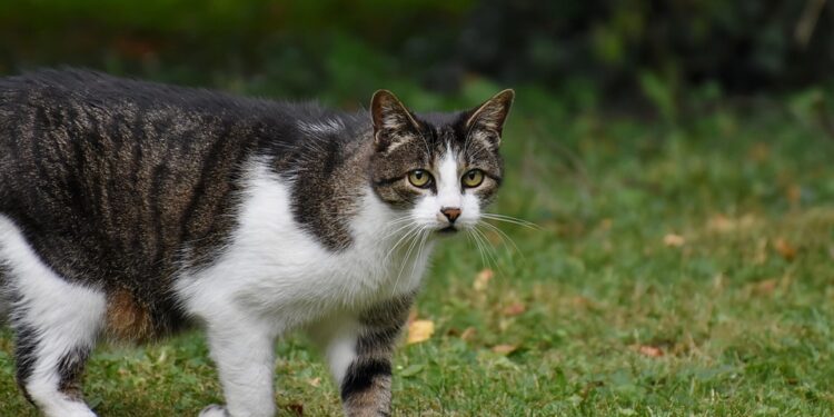 Feline Fashion: The Ultimate Guide to Stylish Coats for Cats