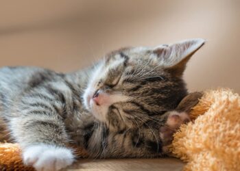 The Perfect Purr: Discovering the Delight of Small Hypoallergenic Cats
