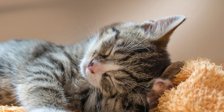 The Perfect Purr: Discovering the Delight of Small Hypoallergenic Cats