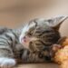 The Perfect Purr: Discovering the Delight of Small Hypoallergenic Cats