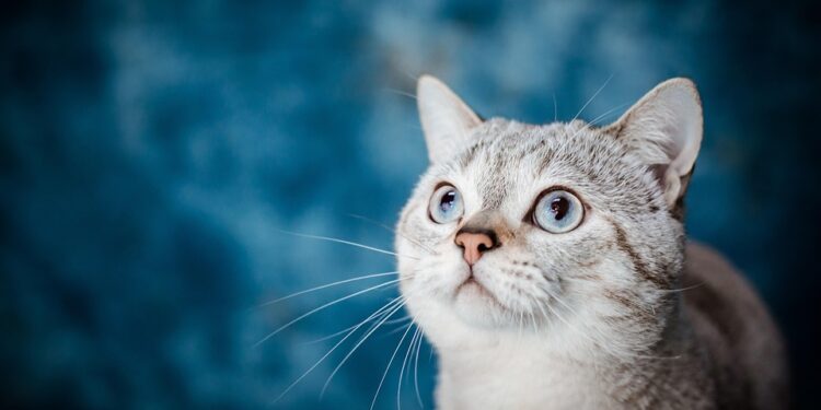 Fur-Free Feline Friends: Discovering the Best Apartment Cats that Don’t Shed