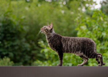 Fur-Free Feline Friends: The Best Apartment Cats that Won’t Leave a Trace!