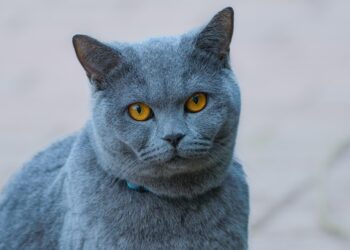 Purr-fect Start: Essential Tips for New Cat Owners