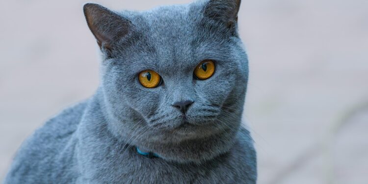 Purr-fect Start: Essential Tips for New Cat Owners