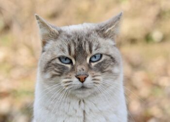 Gentle Control: The Ultimate No-Pull Cat Harness for Stress-Free Walks