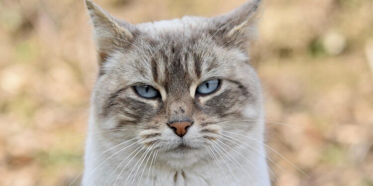 Gentle Control: The Ultimate No-Pull Cat Harness for Stress-Free Walks