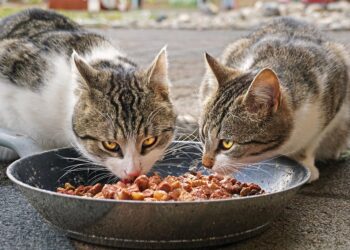 Mind Your Meow: A Comprehensive Guide to What Cats Can and Can’t Eat